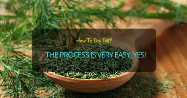 How To Dry Dill