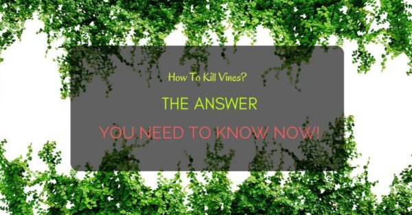 Kill Vines