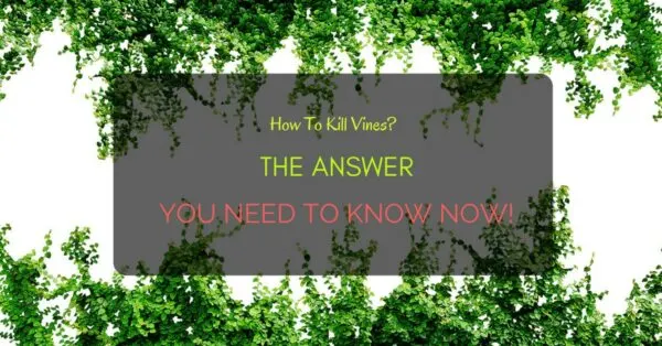 Kill Vines