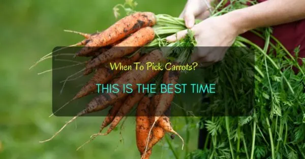 When To Pick Carrots