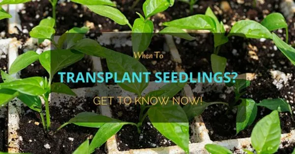 When To Transplant Seedlings