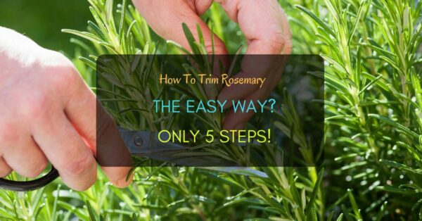 Trim Rosemary