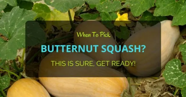 When To Pick Butternut Squash