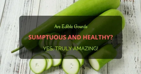 Are Gourds Edible