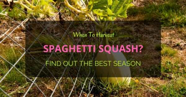 Harvest Spaghetti Squash