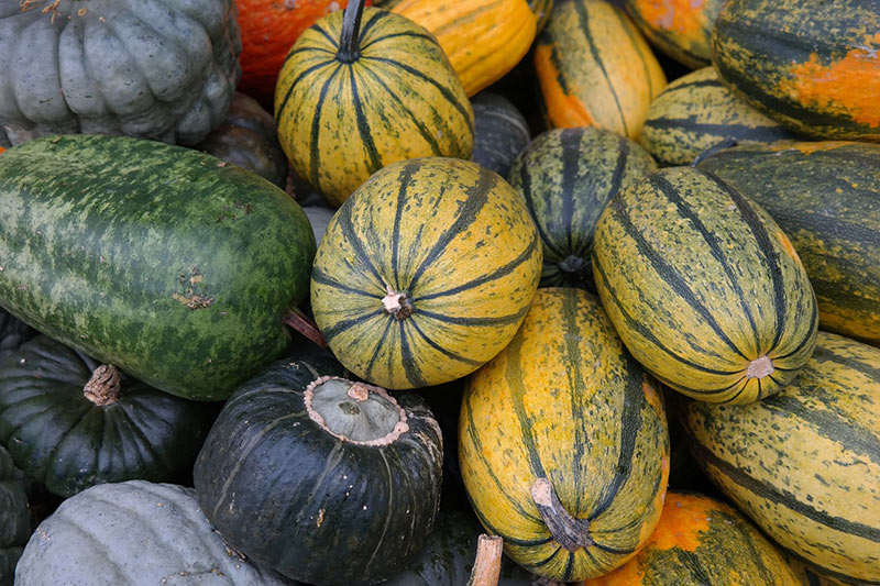 When To Harvest Spaghetti Squash? Find Out The Best Season ...