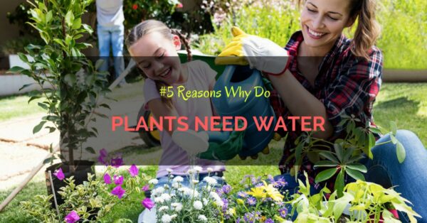 Why Do Plants Need Water