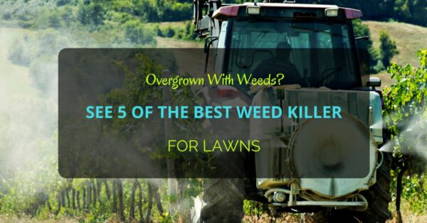 Best Weed Killer