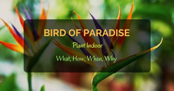 Bird of Paradise