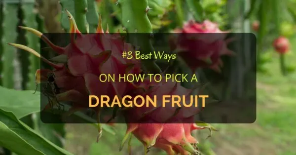 How to Pick a Dragon Fruit