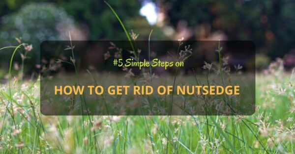 Get Rid of Nutsedge