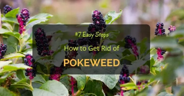How to Get Rid of Pokeweed