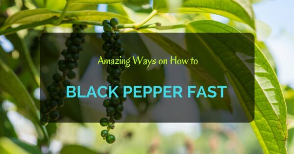 How to Grow Black Pepper Fast