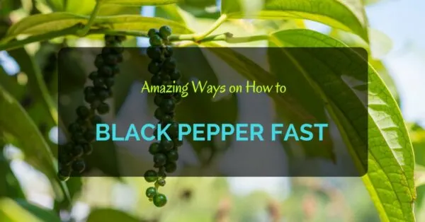 How to Grow Black Pepper Fast