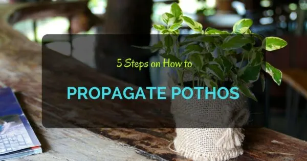 How to Propagate Pothos