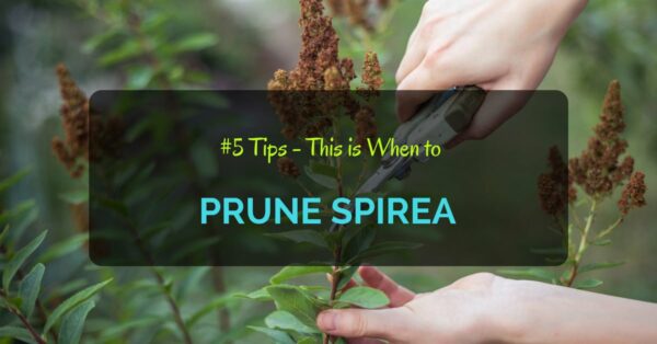 When to Prune Spirea