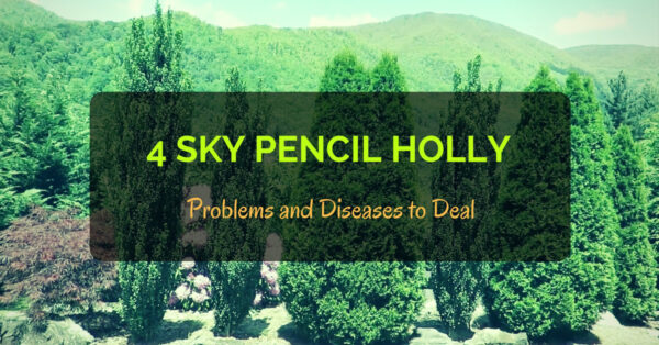 Sky Pencil Holly Problems & Diseases
