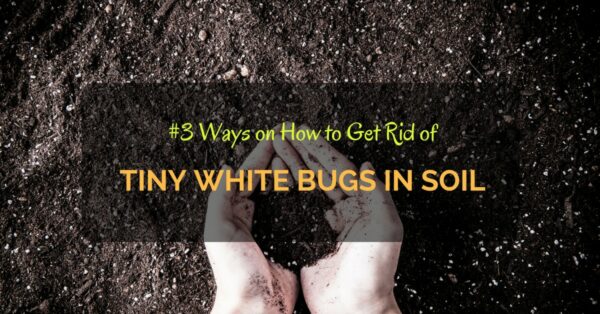 How to Get Rid of Tiny White Bugs in Soil