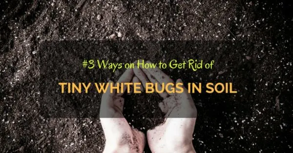 How to Get Rid of Tiny White Bugs in Soil