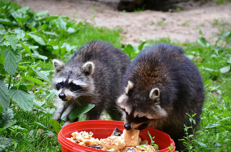 do racoons eat skunks