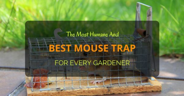 Best Mouse Trap