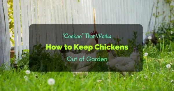 How to Keep Chickens Out of Garden