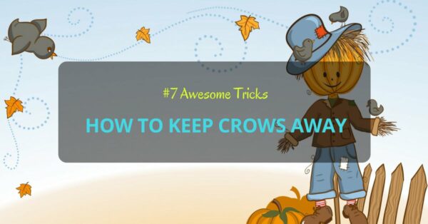 How to Keep Crows Away