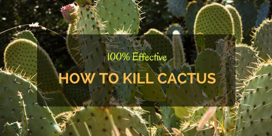 How to Kill Cactus - 100% Effective