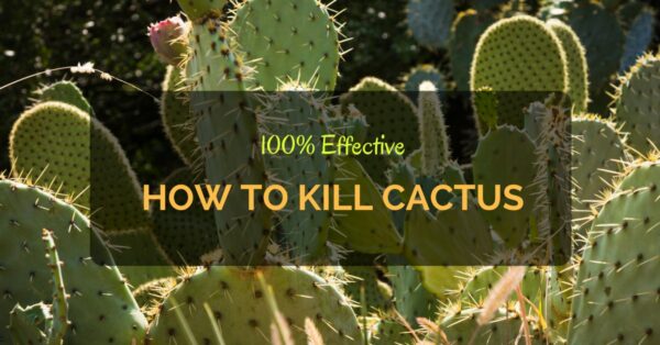 How to Kill Cactus