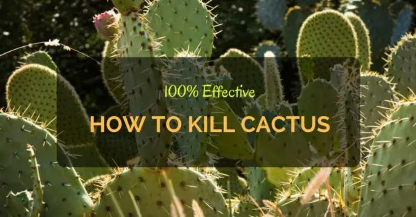 How to Kill Cactus