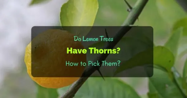 Do Lemon Trees Have Thorns