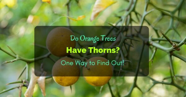 Do Orange Trees Have Thorns