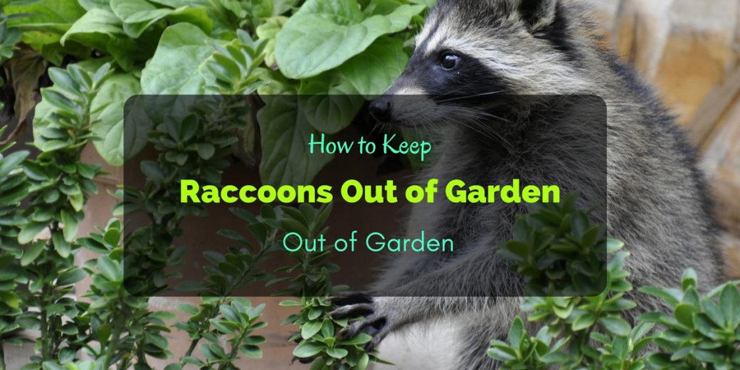 Raccoon Entry Points