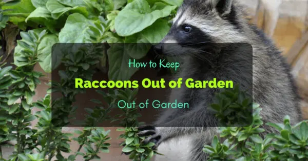 How to Keep Raccoons Out of Garden