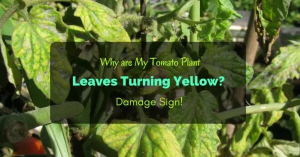 Why are My Tomato Plant Leaves Turning Yellow