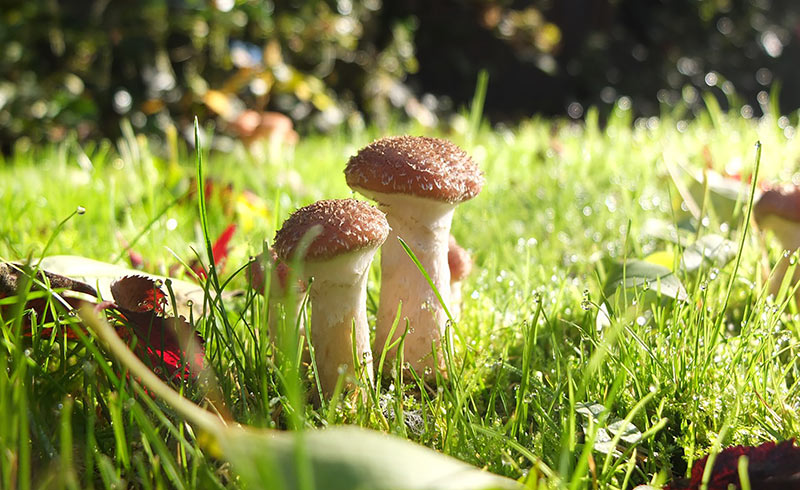 Why Do Mushrooms Grow in my Yard