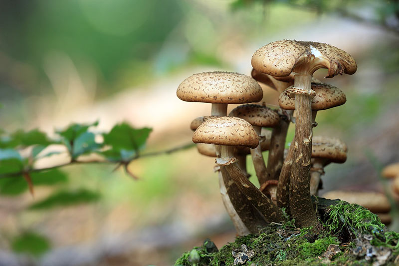 Why Do Mushrooms Grow in my Yard