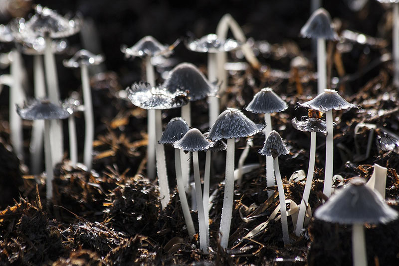 Why Do Mushrooms Grow in my Yard