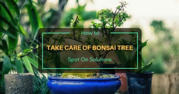How to Take Care of Bonsai Tree