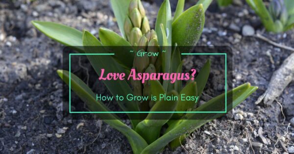 How to Grow Asparagus