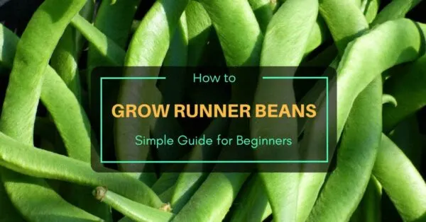 How to Grow Runner Beans