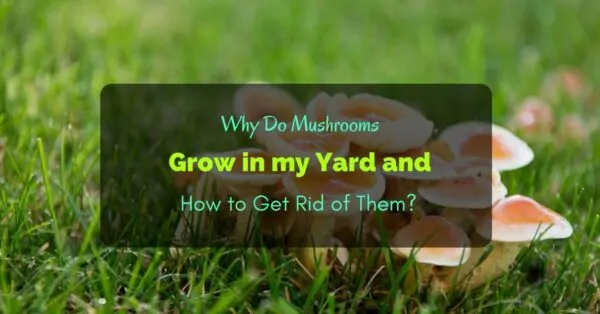 Why Do Mushrooms Grow in my Yard