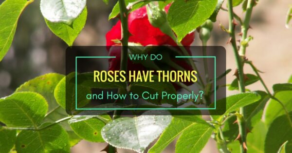 Why Do Roses Have Thorns