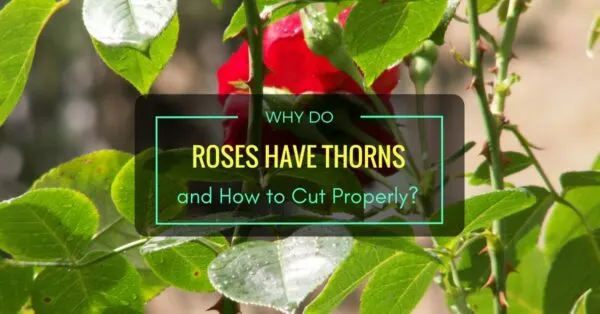 Why Do Roses Have Thorns