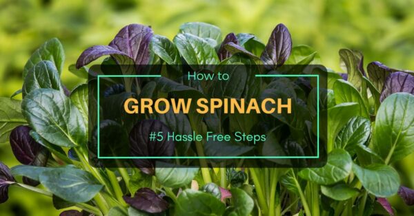 How to Grow Spinach