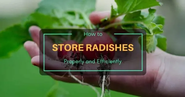 How to Store Radishes