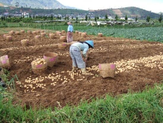 What To Plant After Potatoes