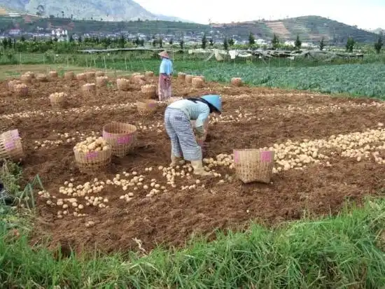 What To Plant After Potatoes