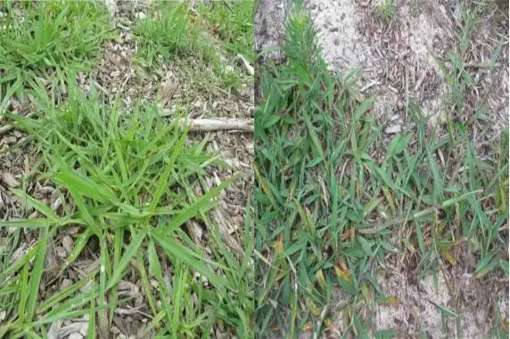 Dallisgrass vs Crabgrass