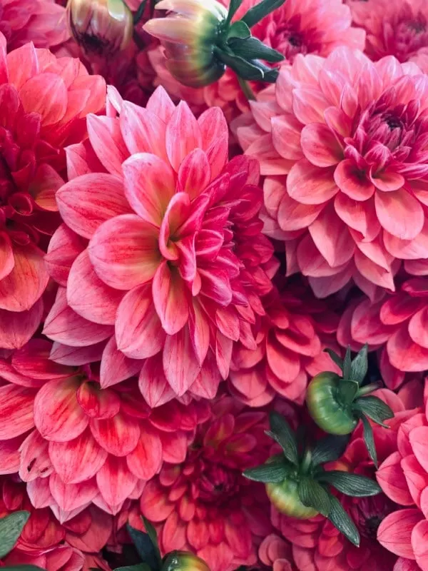 Beautiful colors flower